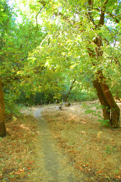 Bothe-Napa Trail